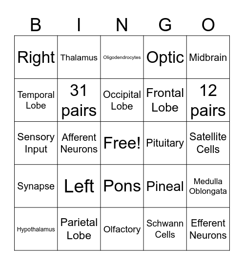 Nervous System Bingo Card