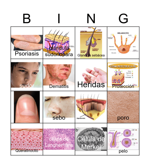 Tegumentario Bingo Card