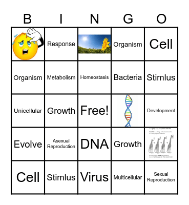 Characteristics of Living Things Bingo Card