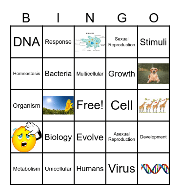 Characteristics of Living Things Bingo Card