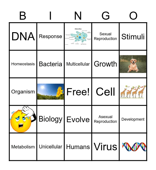 Characteristics of Living Things Bingo Card
