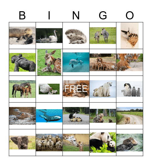 zoo Bingo Card