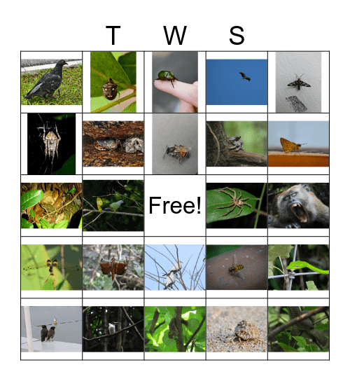 Singapore Wildlife Bingo Card