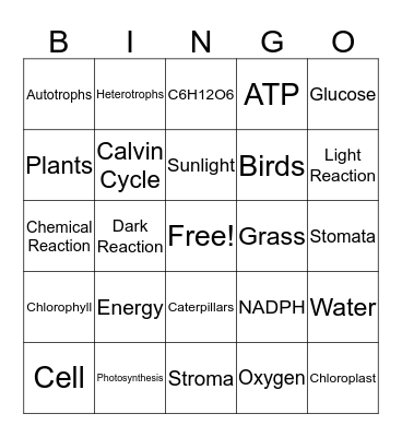 Photosynthesis Notes Bingo Card