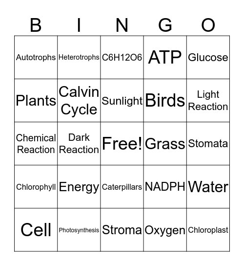 Photosynthesis Notes Bingo Card