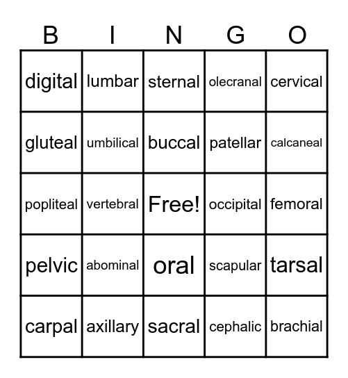 Anatomical Terms Bingo Card