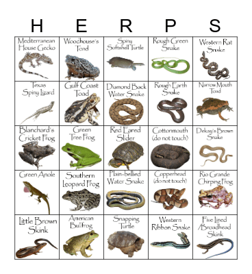Mav Herpetology Bingo Card