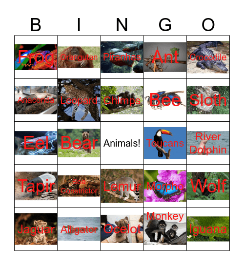 Rainforest Bingo Card