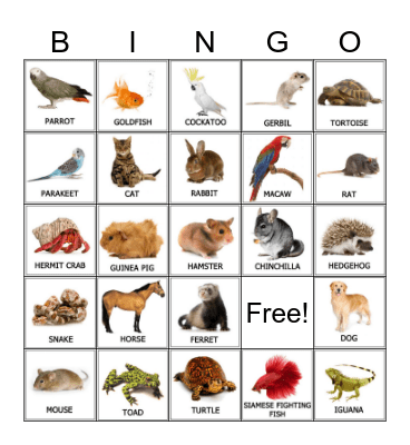 Pets Bingo Card
