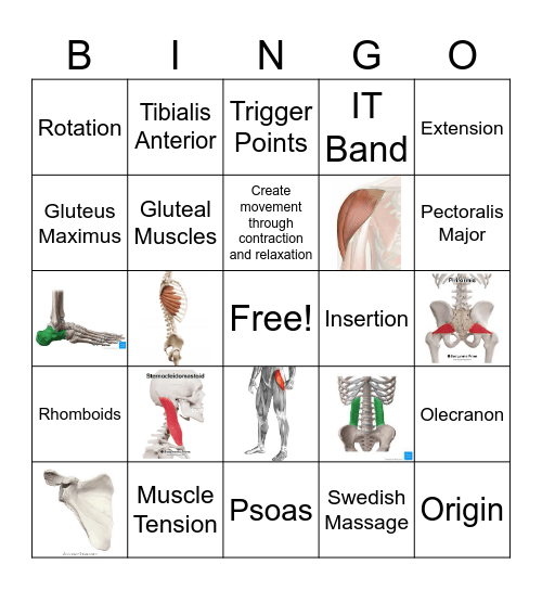 Muscle Bingo Card