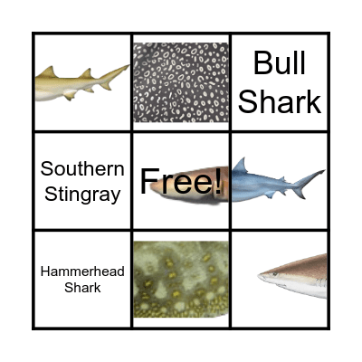 Shark Bingo Card