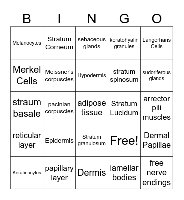 Skin Anatomy Bingo Card