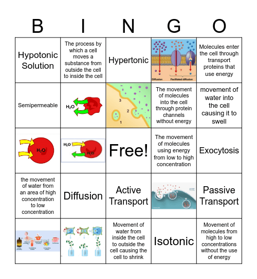 Active & Passive Transport Bingo Card