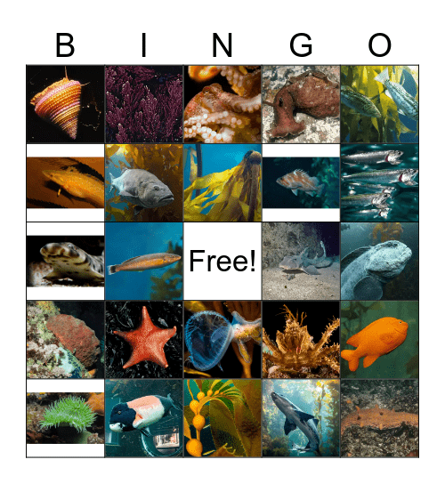 Animals in the Kelp Forest Bingo Card