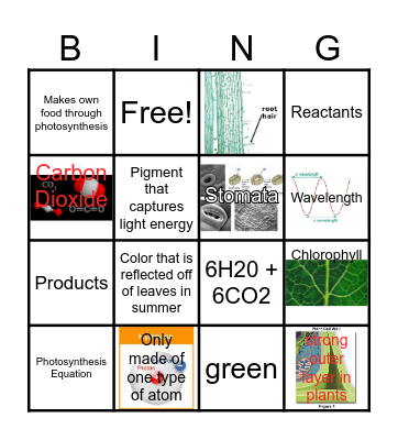 Photosynthesis Bingo Card