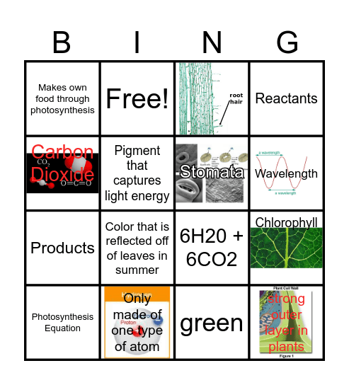 Photosynthesis Bingo Card