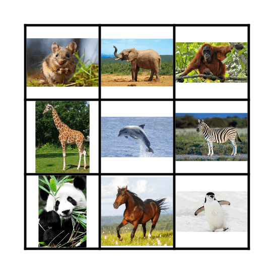 Animal BINGO Card