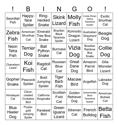 Pets Bingo Card