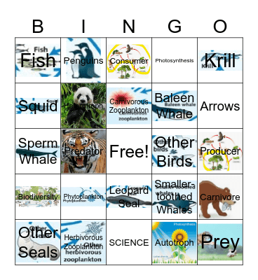 Food Web Bingo Card