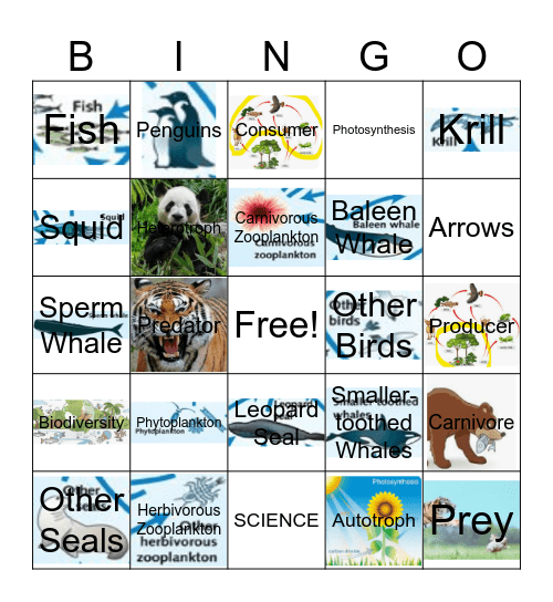 Food Web Bingo Card