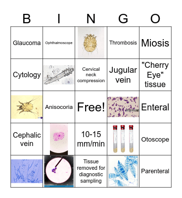Vet202 Lab Bingo Card