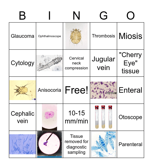 Vet202 Lab Bingo Card