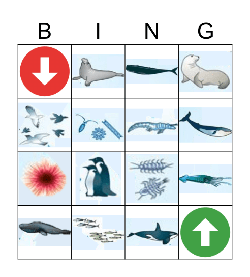 Artic Food Web Bingo Card Bingo Card