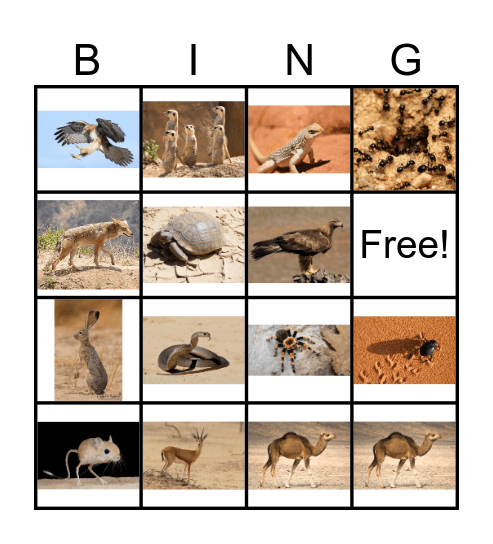 The Desert Bingo Card