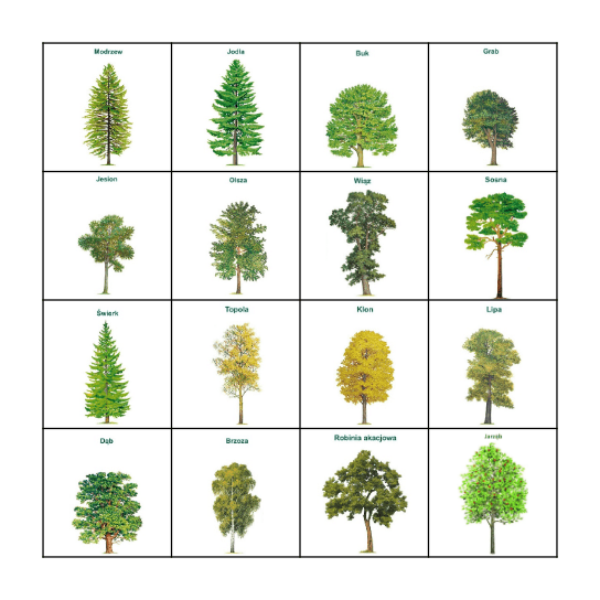 DRZEWA Bingo Card