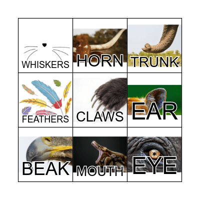 ANIMALS BODY PARTS Bingo Card