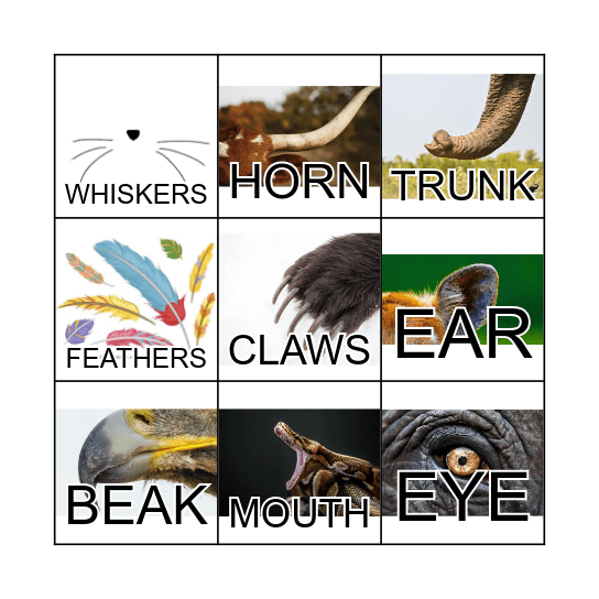 ANIMALS BODY PARTS Bingo Card