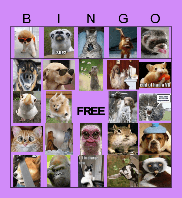 funny animals Bingo Card