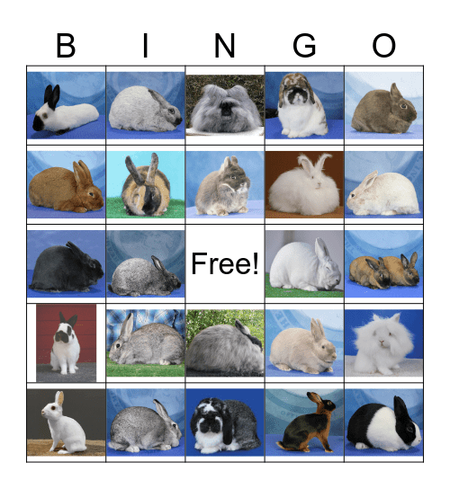 2023 ARBA Rabbit Breeds Bingo Card