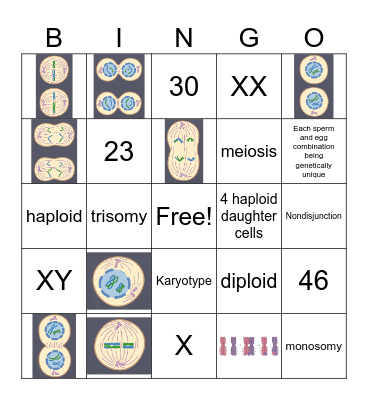 Genetics Meiosis Review Bingo Card