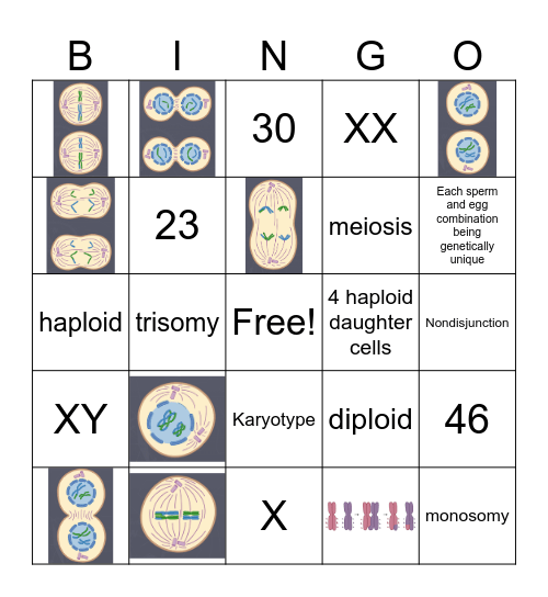 Genetics Meiosis Review Bingo Card