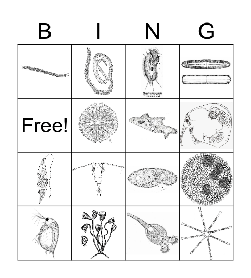 Pond Water Bingo Card