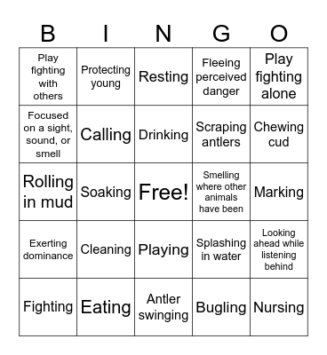 Elk Behavior Bingo Card