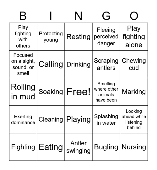 Elk Behavior Bingo Card