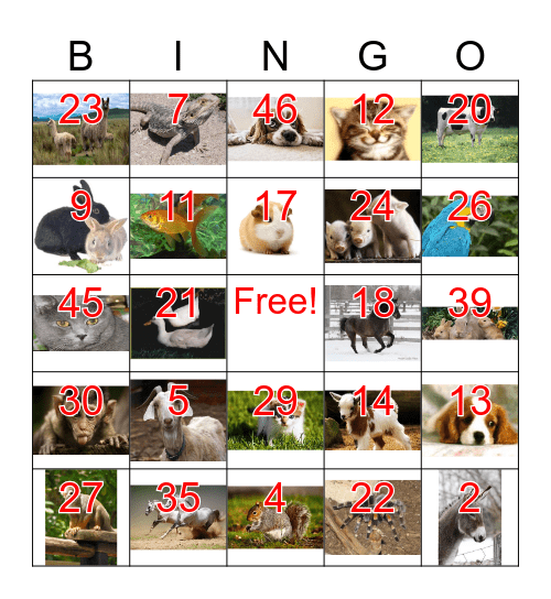 pets Bingo Card