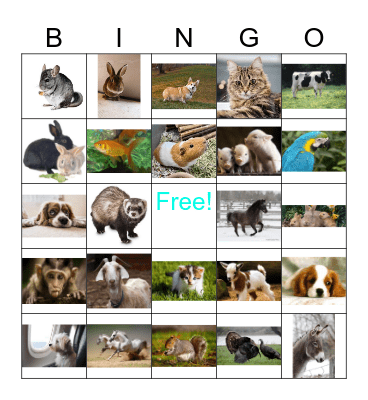 pets Bingo Card