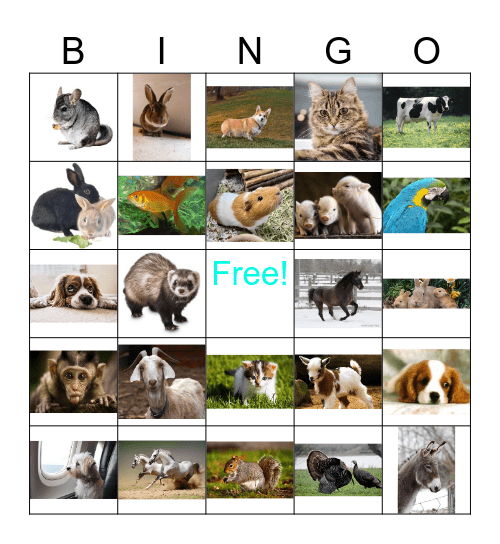 pets Bingo Card