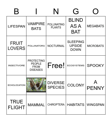 LET'S LEARN ABOUT BATS! Bingo Card