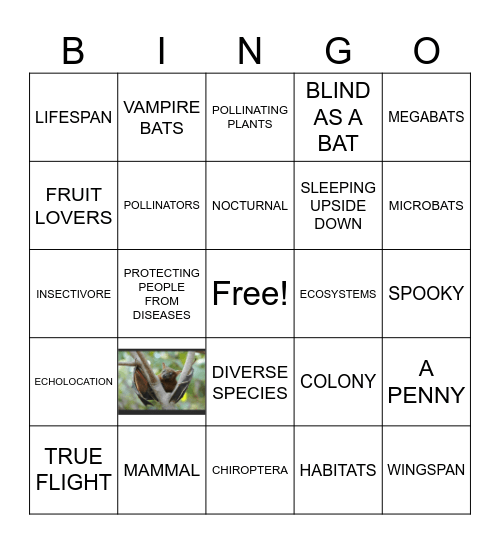 LET'S LEARN ABOUT BATS! Bingo Card