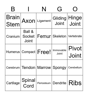 Skeletal System Bingo Card