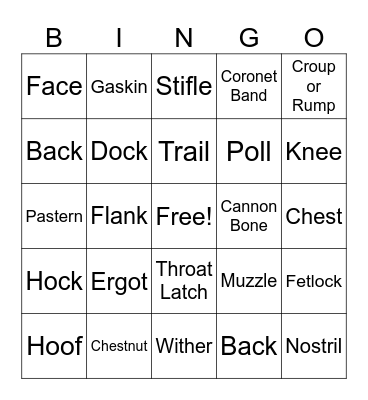 Parts of the Horse Bingo Card