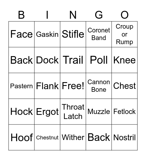 Parts of the Horse Bingo Card
