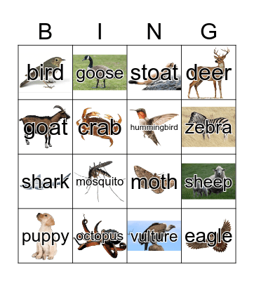 Animals Bingo Card