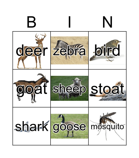 Animals Bingo Card