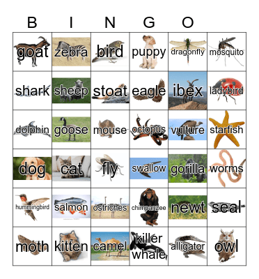 Animals Bingo Card