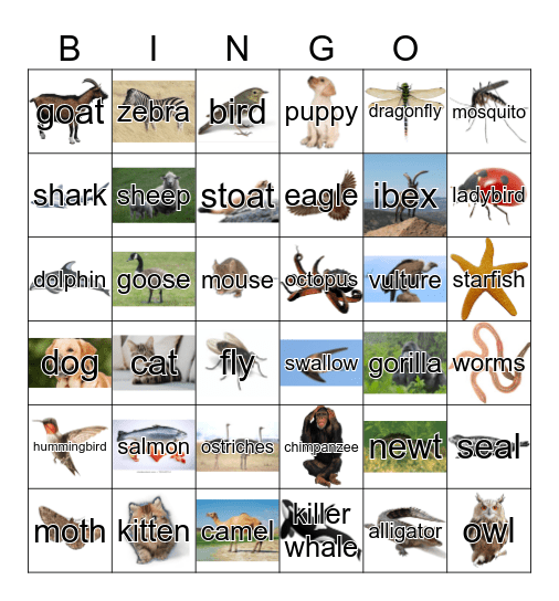 Animals Bingo Card